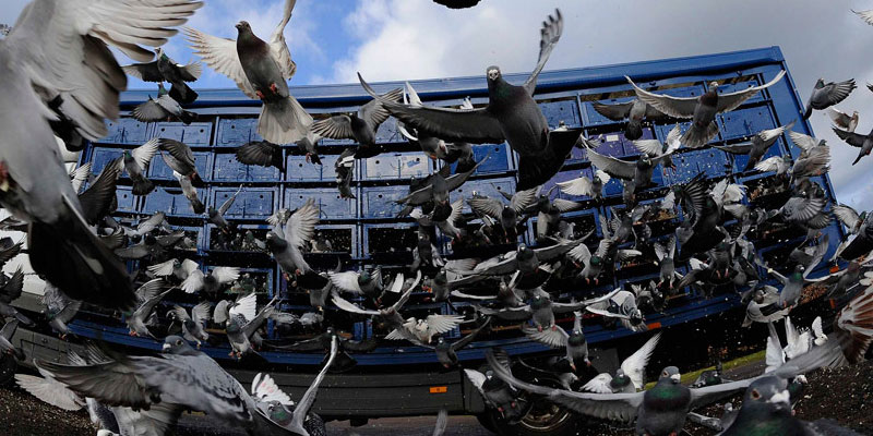 Отпугивание птичьих стай в Пятигорске от ДЕЗ-Комфорт - фото